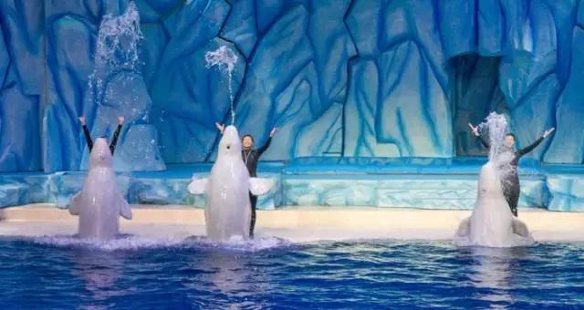 旅游河南推荐中国的迪士尼,河南多少个迪士尼乐园