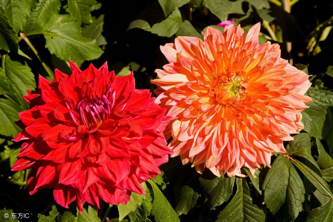 翠菊栽培,盆栽翠菊图片