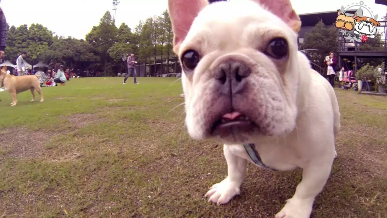 口袋妖怪宠物介绍,口袋妖怪恶魔犬