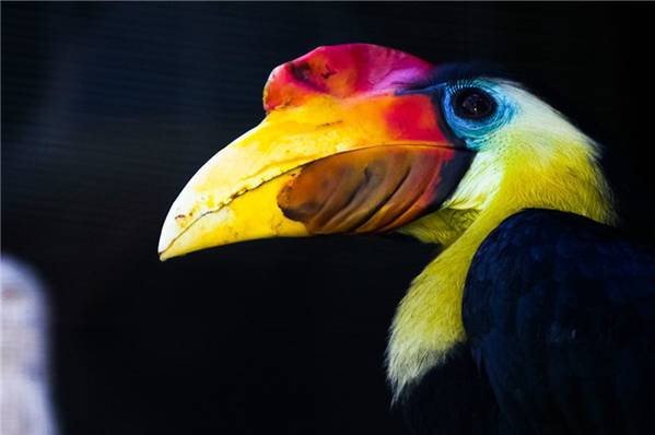 没有买卖就没有杀害别让它们消失！,1