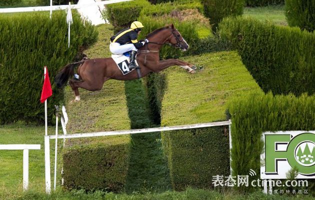 马术需要注意几个误区,观赏马有哪些