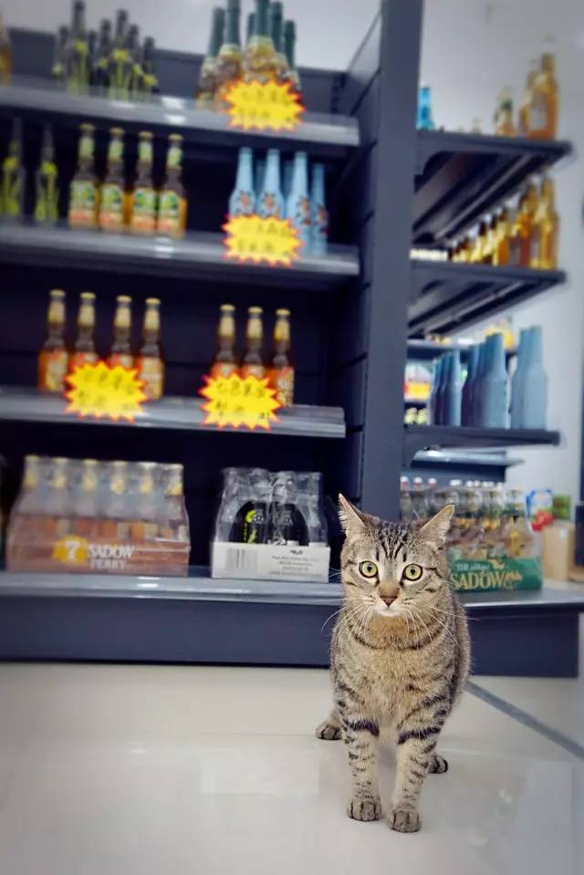 好耍|喵星人大摆造型带你玩转青白江，不萌你来找我！