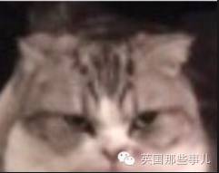 霉霉和她的猫咪,霉霉两只猫叫什么名字