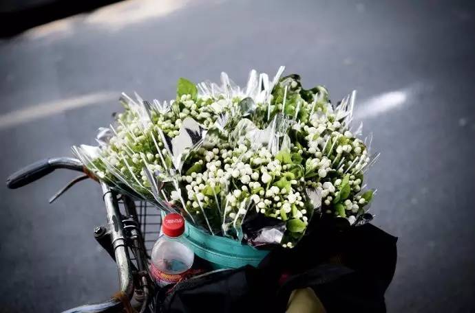 暗黑系石楠花退场的夏天,谁才是武汉新一轮的夏花担当?