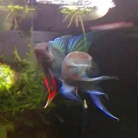 血脉奋“斗”历程--国斗繁殖实录(1)生命的起源