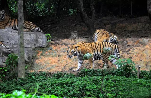 长隆适合小朋友玩的地方,长隆有哪些小朋友可以玩的项目