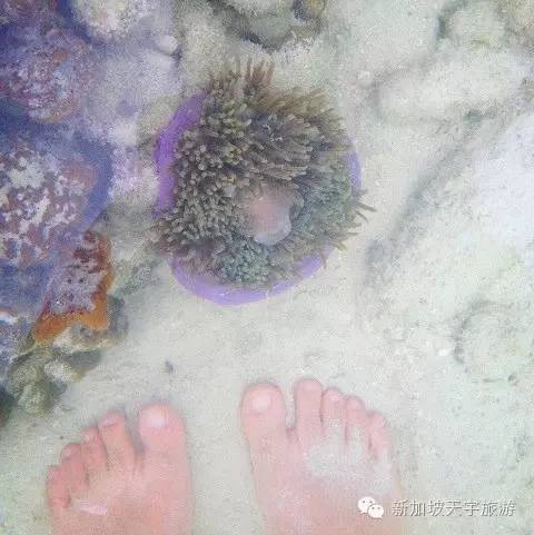 泰国的马尔代夫丽贝岛,泰国马尔代夫的海岛