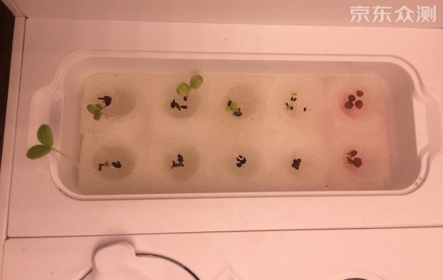 绿色环保农家小菜园,绿色无公害的自家小菜园