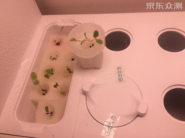 绿色环保农家小菜园,绿色无公害的自家小菜园