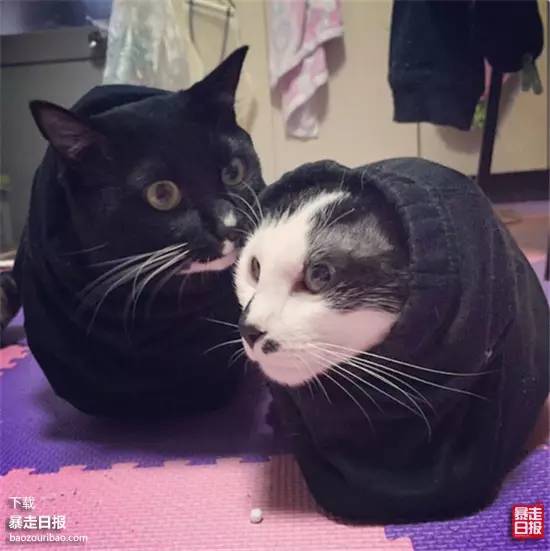 猫突然不见了该怎么办,早上喂猫发现猫不见了