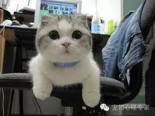 应粉丝要求：各类猫猫在北上广的报价，其他城市可以参考