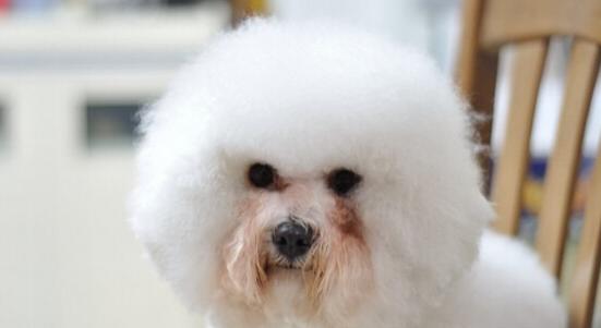 去除狗狗泪痕方法,狗狗泪痕怎么能彻底去掉