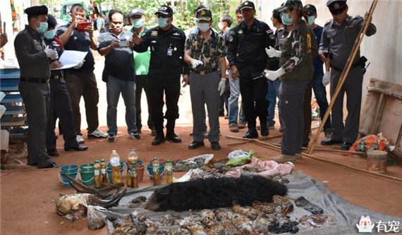 泰国寺庙因饲养老虎闻名于世，没想到警方突击检查发现了惊天秘密