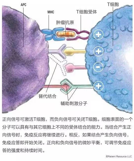 癌症免疫细胞治疗有哪些,获得诺贝尔医学奖的待遇