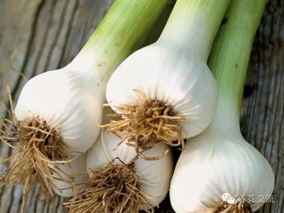 有驱蚊效果的适合室内种植的植物,夏日庭院必种的16种驱蚊植物