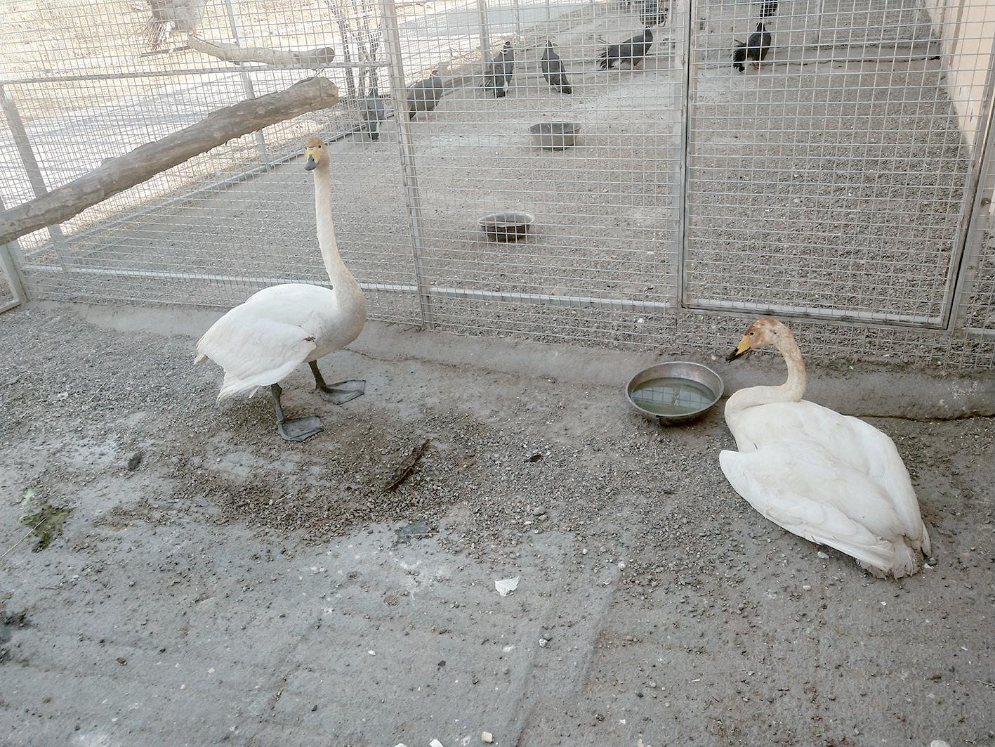 白天鹅受伤迫降宿松村民暖心救助,2只被冻在湖面天鹅获救