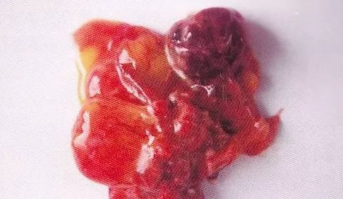 鸡病判断法,鸡的常见疾病及临床表现