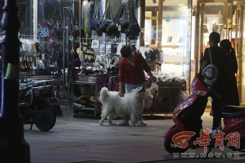 遛狗不牵绳记者,遛狗不拴绳被民警发现