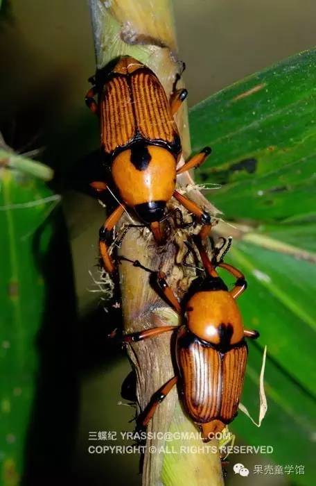 带小孩出去玩要小心一些什么虫,虫子带孩子去哪里玩比较好