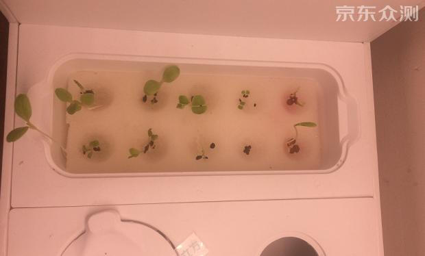 绿色环保农家小菜园,绿色无公害的自家小菜园