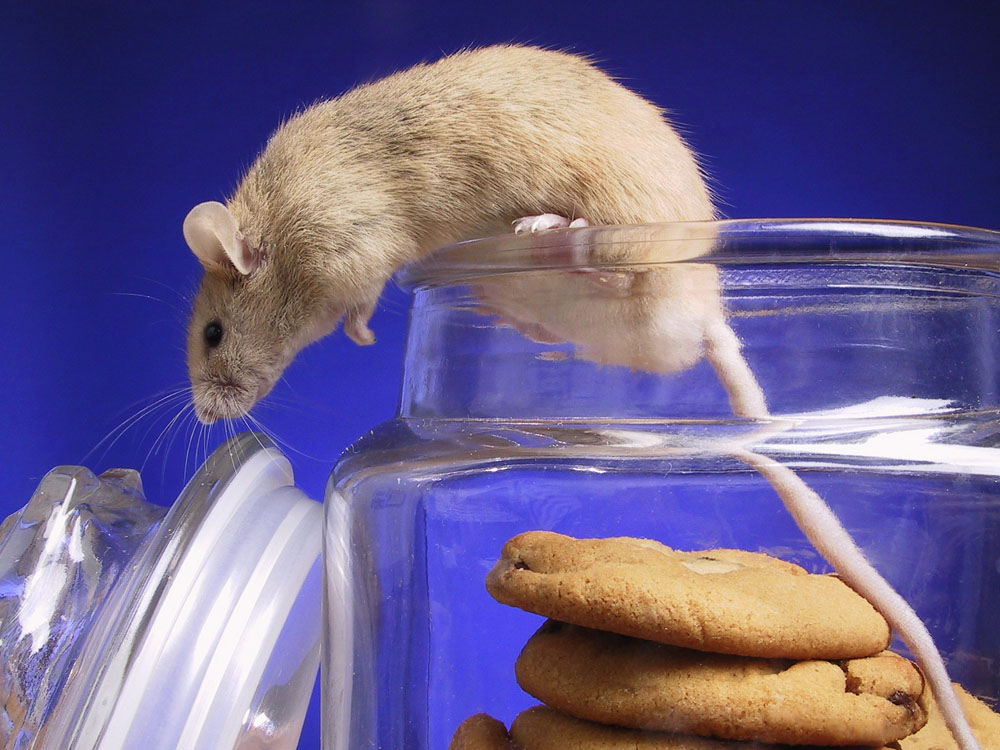 家蛇可以挑走吗,进家蛇为什么不能碰