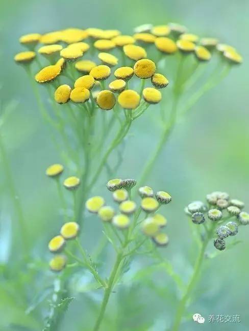 有驱蚊效果的适合室内种植的植物,夏日庭院必种的16种驱蚊植物