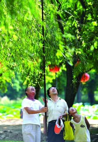 捉知了的妙招,农村抓知了最佳方法