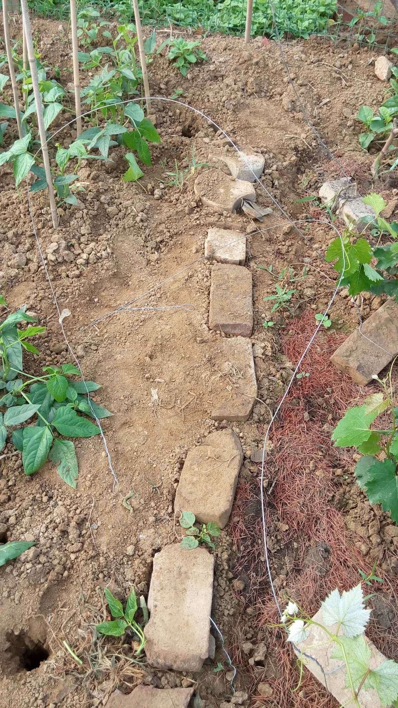 电脑里偷菜的游戏玩过的来集合,真实的偷菜游戏