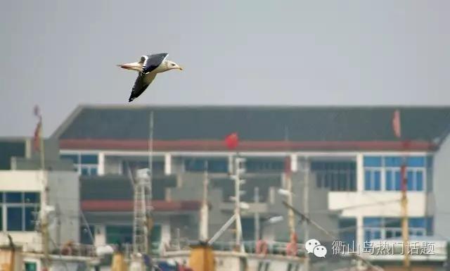 作家笔下的乡土情怀,作家写的乡思