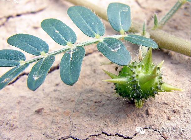 铁蒺藜:永不过时的防御性*器武**