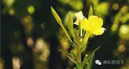 迷之月见草——那些代购不会告诉你的月见草知识全科普