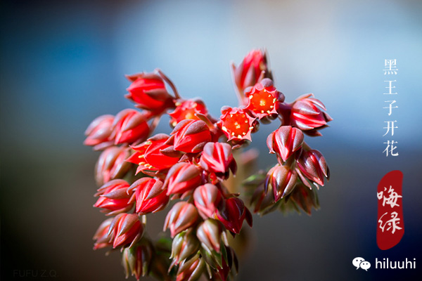 多肉开花枯萎了怎么办,多肉开花后会死吗