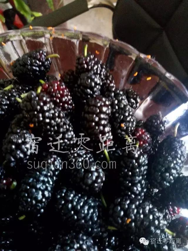 桑葚里爬出虫子,桑葚放大里面有虫子