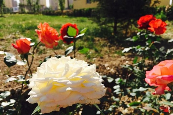 性能均衡才能远航？HTC10深度上手点评