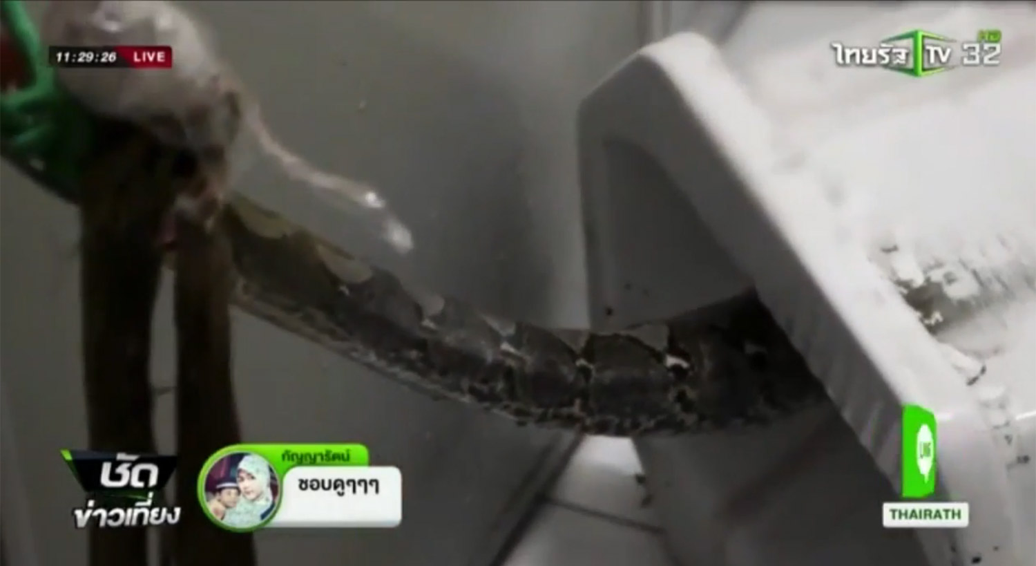 泰国女子上厕所发现蟒蛇,印度男子上厕所被蟒蛇咬