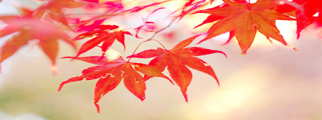 一片叶子的现代诗,一片叶子诗句