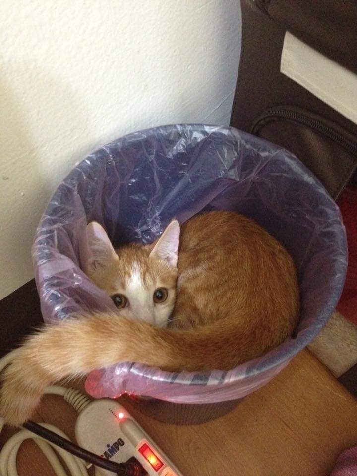 猫突然不见了该怎么办,早上喂猫发现猫不见了