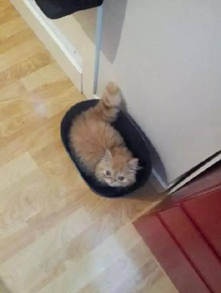 猫突然不见了该怎么办,早上喂猫发现猫不见了