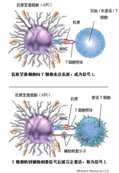 癌症免疫细胞治疗有哪些,获得诺贝尔医学奖的待遇