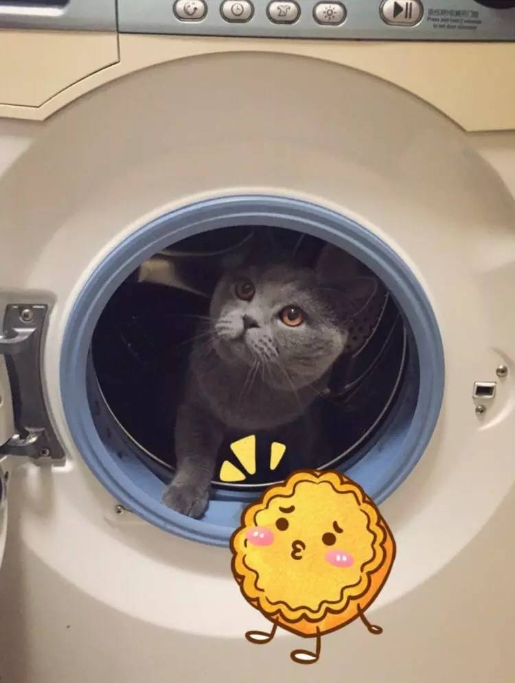 家有吉祥招财猫,家有招财猫还有聚宝盆