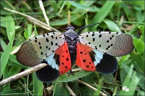 傻傻分不清楚的昆虫界cosplay