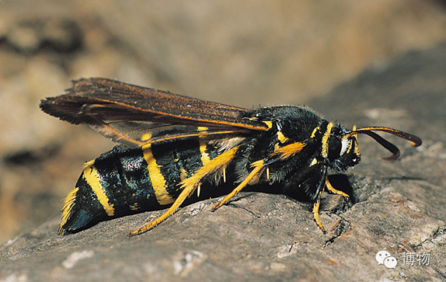 傻傻分不清楚的昆虫界cosplay