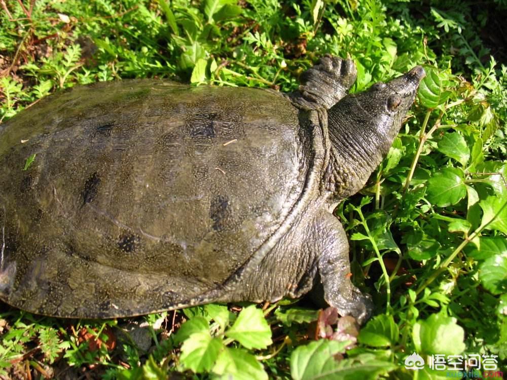 甲鱼的养殖前景行情怎么样,甲鱼如何养殖成本利润怎么样