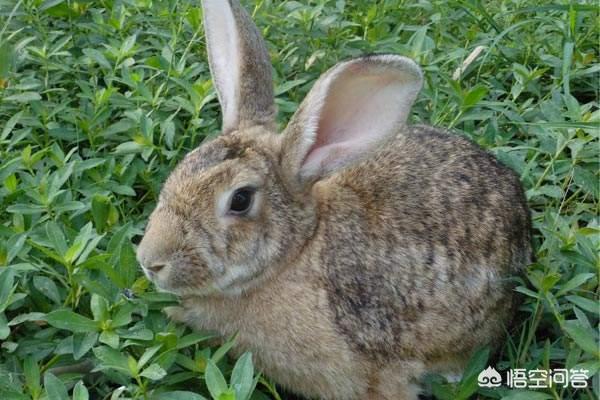 兔子养殖带动村民增收致富,兔子养殖户有多少