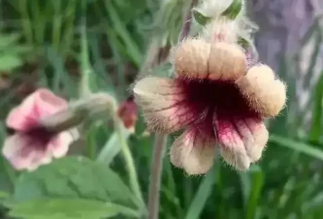 扩散丨清明扫墓，见到这种花千万不要摘，是毒药之王！