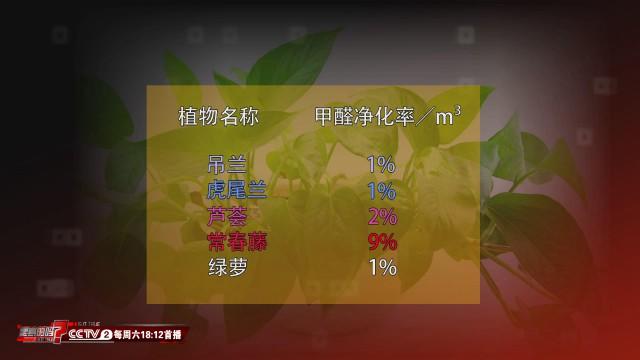 室内吸收甲醛效果最好的植物,吸收甲醛的最好植物有哪些