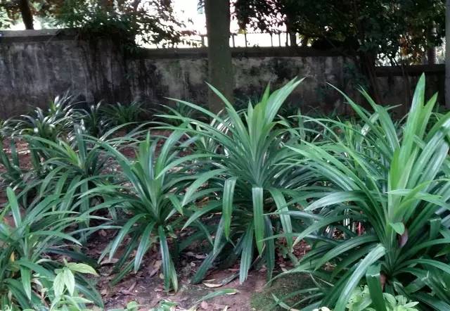 东南亚十大香料,东南亚香料有哪些