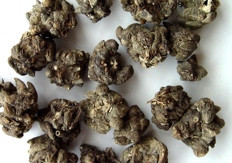 自然界中有什么治疗肺结核的植物,猫耳草治疗肺结核