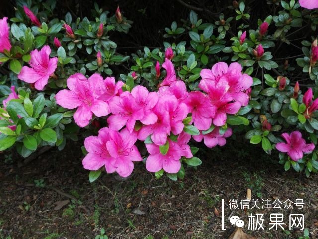 翻转吧摄像头,前后都能照出完美的照片:荣耀7i体验