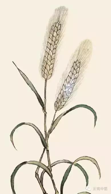 孩子常用消食药,四种消食药